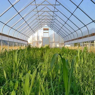 Serre in plastica Polytunnel