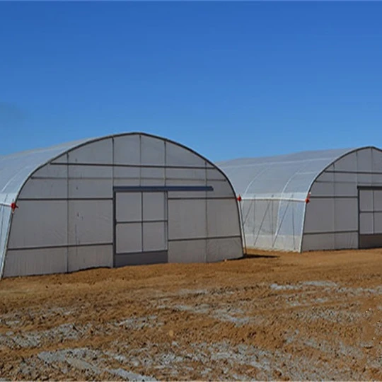 Serra polytunnel per la coltivazione di mirtilli