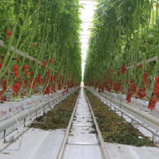 Serra idroponica del pomodoro